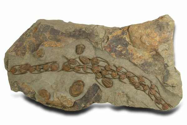 A line of Lonchodomas trilobites showing potential migrating behavior.